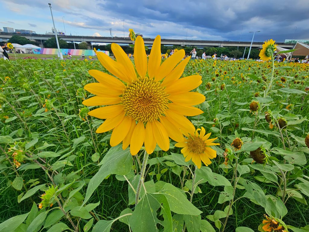 大佳河濱公園向日葵