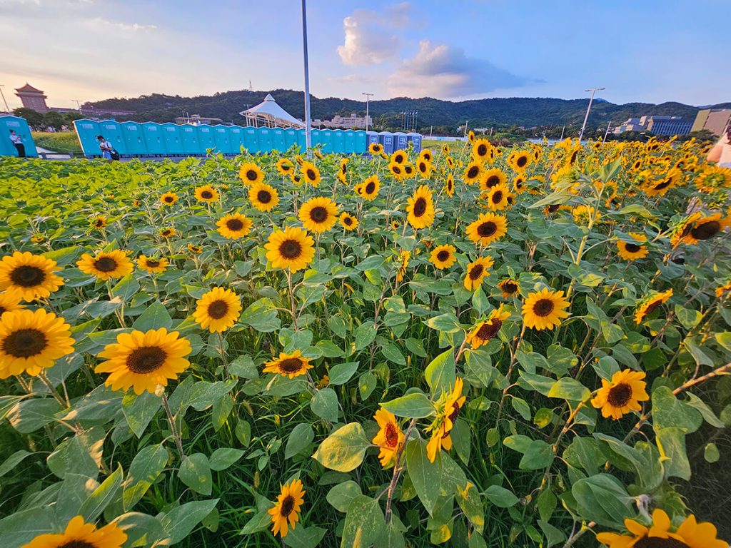 大佳河濱公園向日葵