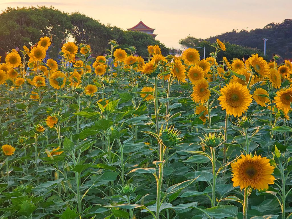 大佳河濱公園向日葵