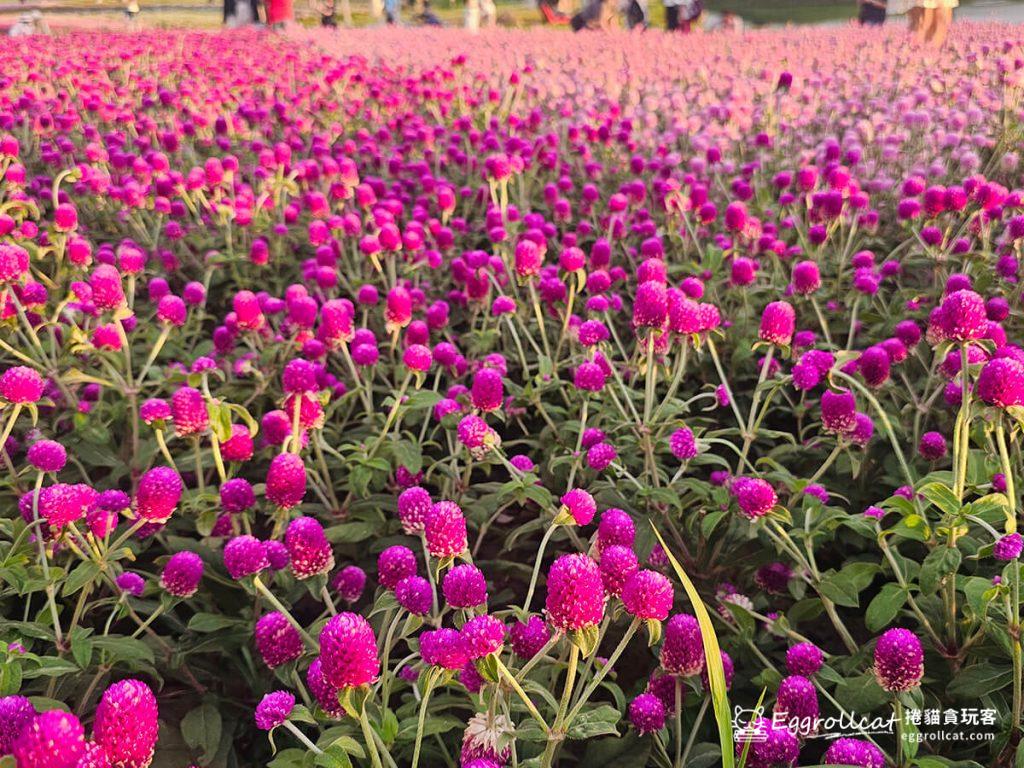 美提河濱公園10月花海