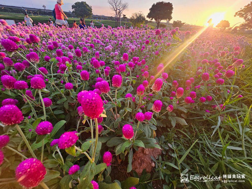 美提河濱公園10月花海