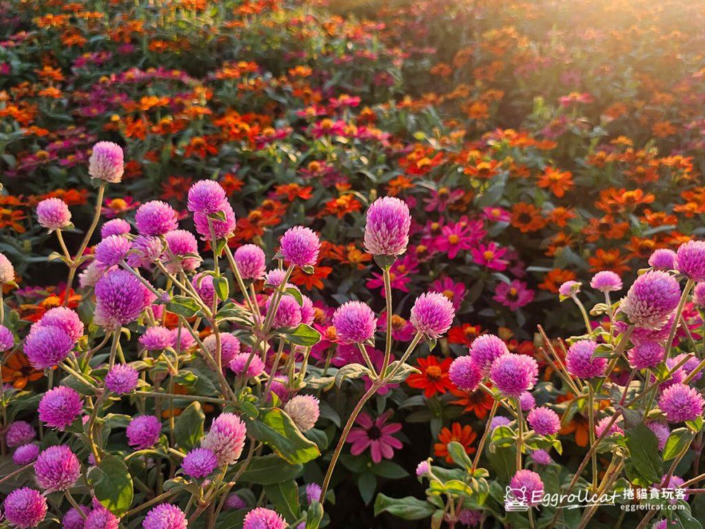 美提河濱公園10月花海