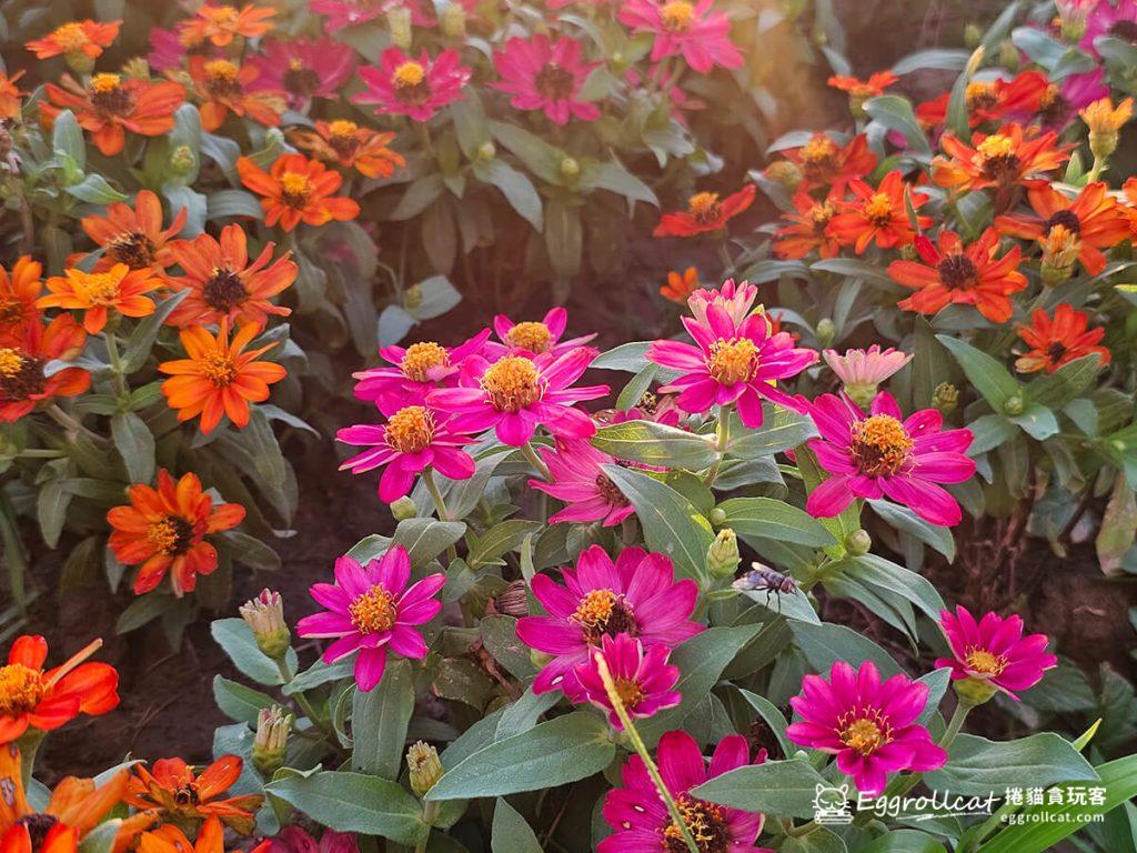 美提河濱公園10月花海