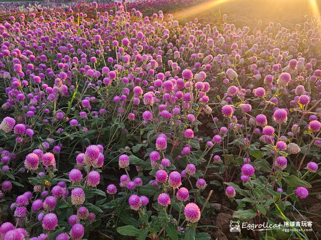 美提河濱公園10月花海