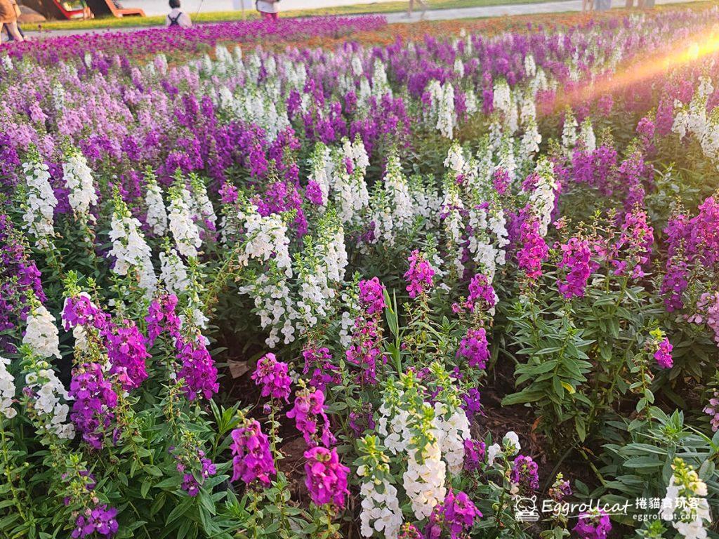 美提河濱公園10月花海