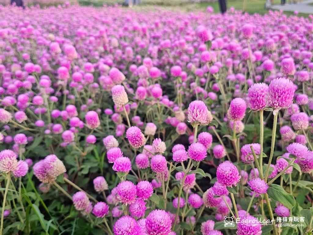 美提河濱公園10月花海