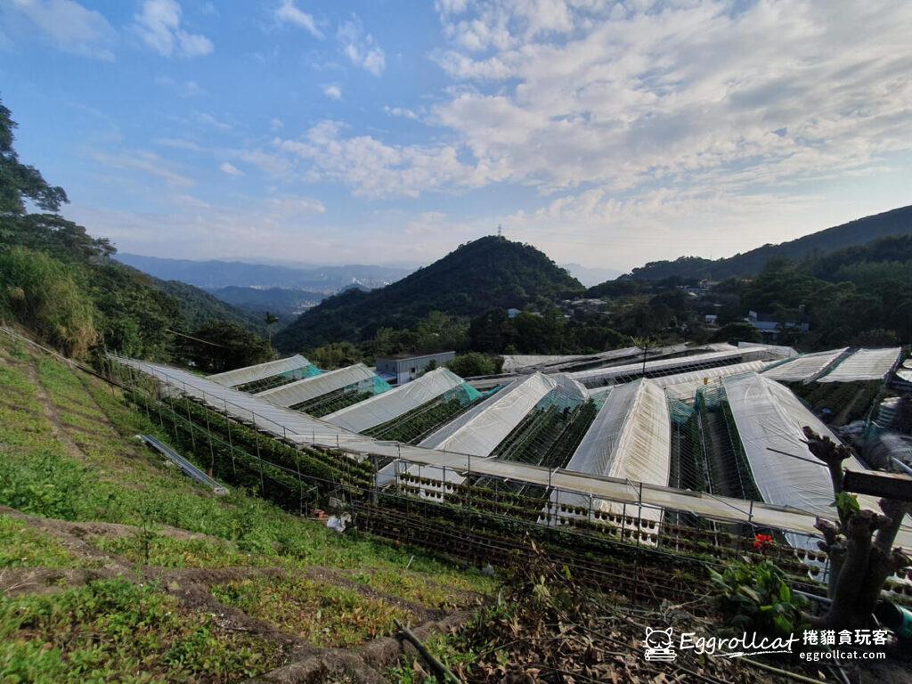 台北內湖景點白石湖吊橋-親子採草莓草莓園