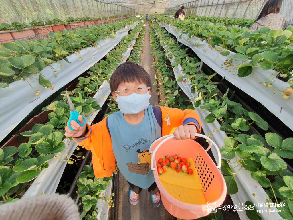 台北內湖景點白石湖吊橋-親子採草莓草莓園