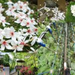 2023土城桐花季花況/順遊賞螢步道秘境