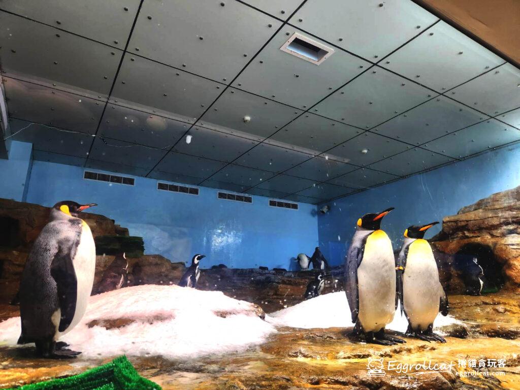 2023Xpark水族館企鵝