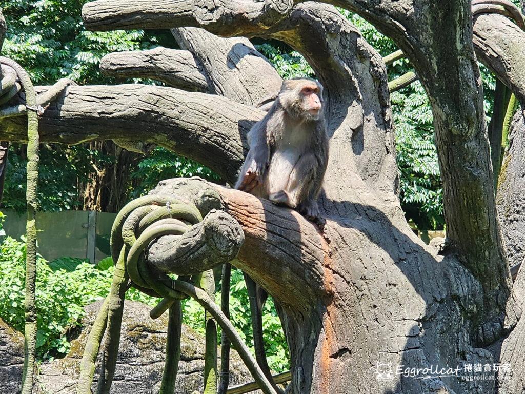 臺北木柵動物園