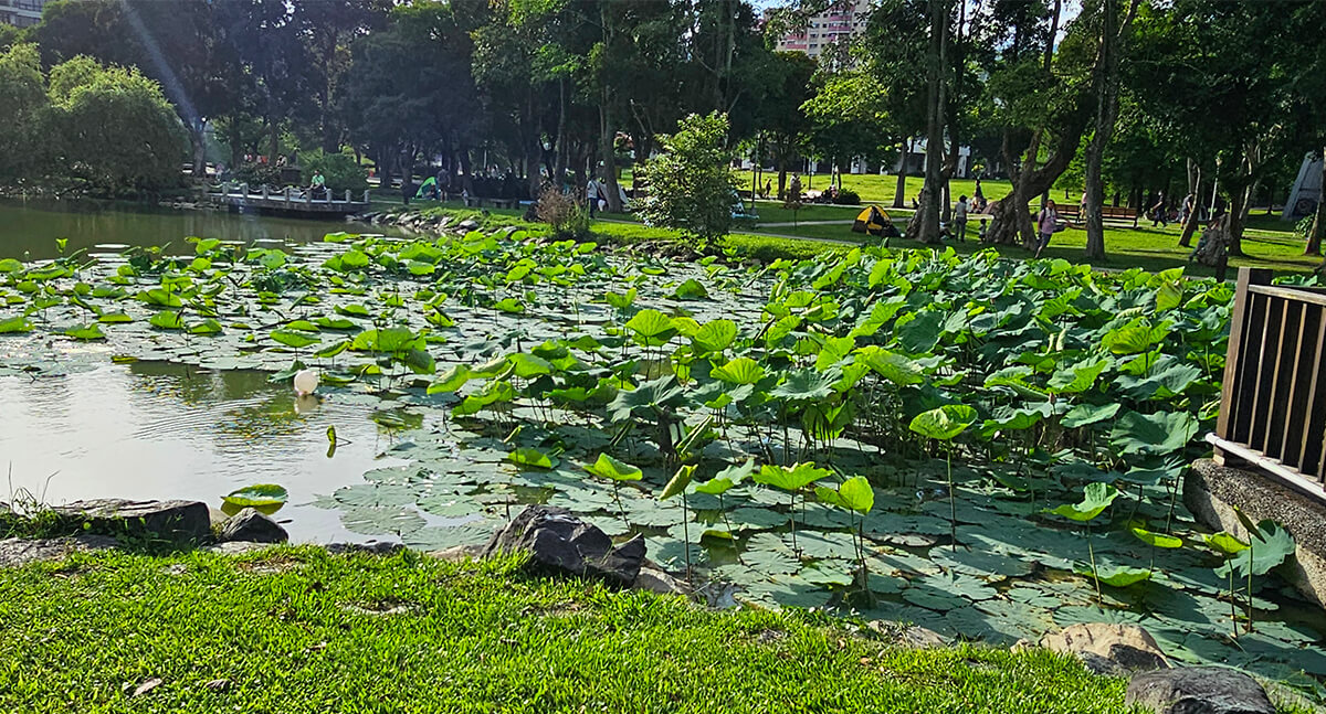 【台北內湖】大湖公園-最美錦帶橋九曲橋/落羽松秘境/夏天荷葉池/賞鳥生態之旅親子一日遊景點 - 捲貓貪玩客