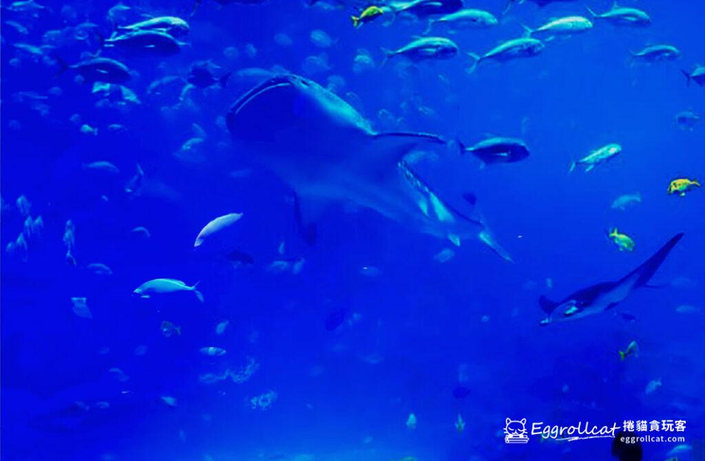 墨田水族館すみだ水族館Sunshine Aquarium