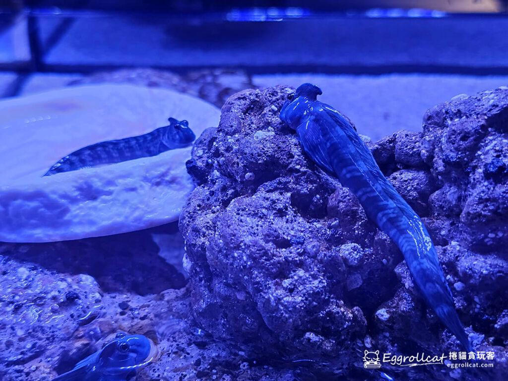 墨田水族館すみだ水族館Sunshine Aquarium