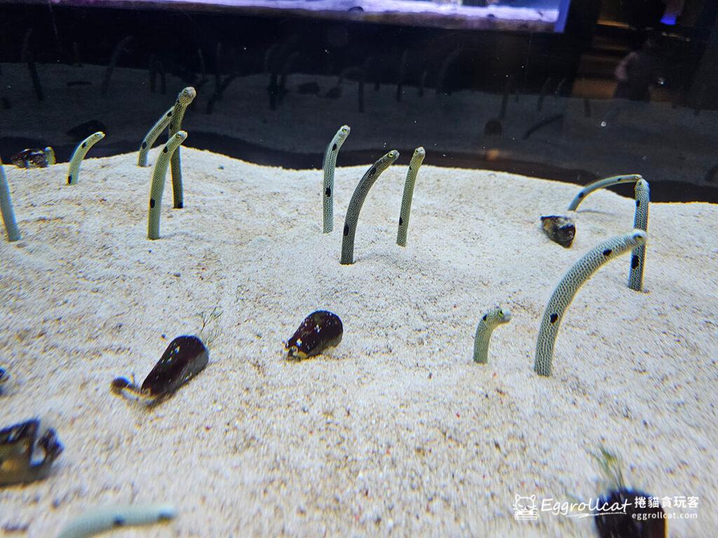 墨田水族館すみだ水族館Sunshine Aquarium