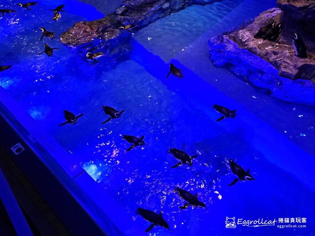 墨田水族館すみだ水族館Sunshine Aquarium-企鵝