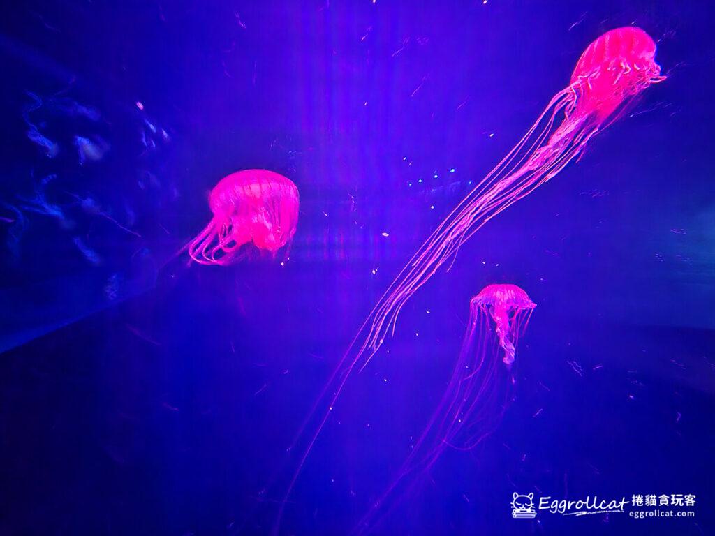 墨田水族館すみだ水族館Sunshine Aquarium-水母