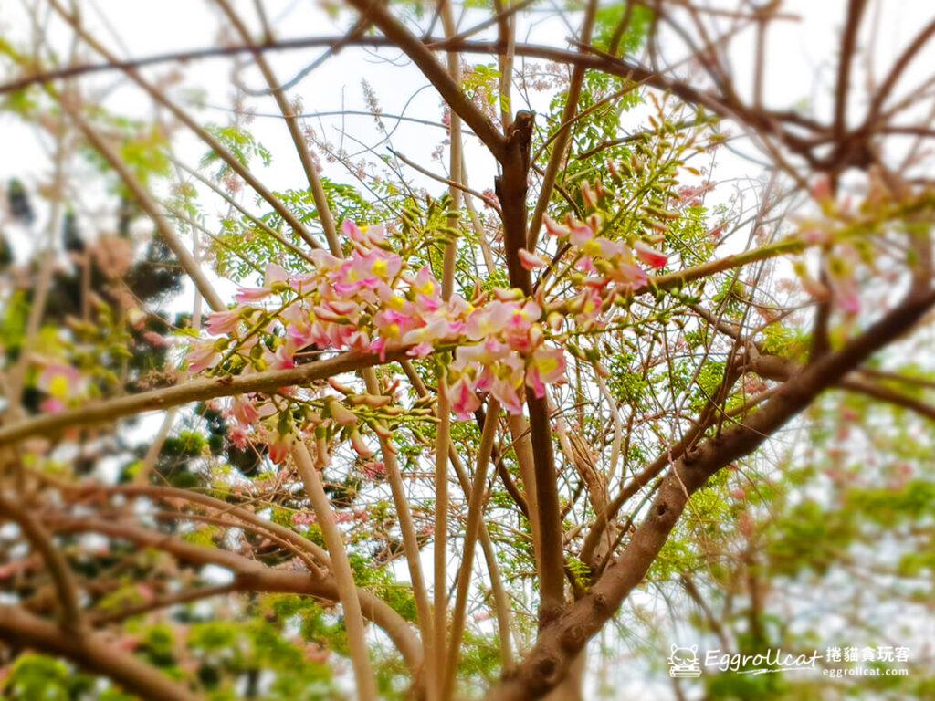 榮星花園