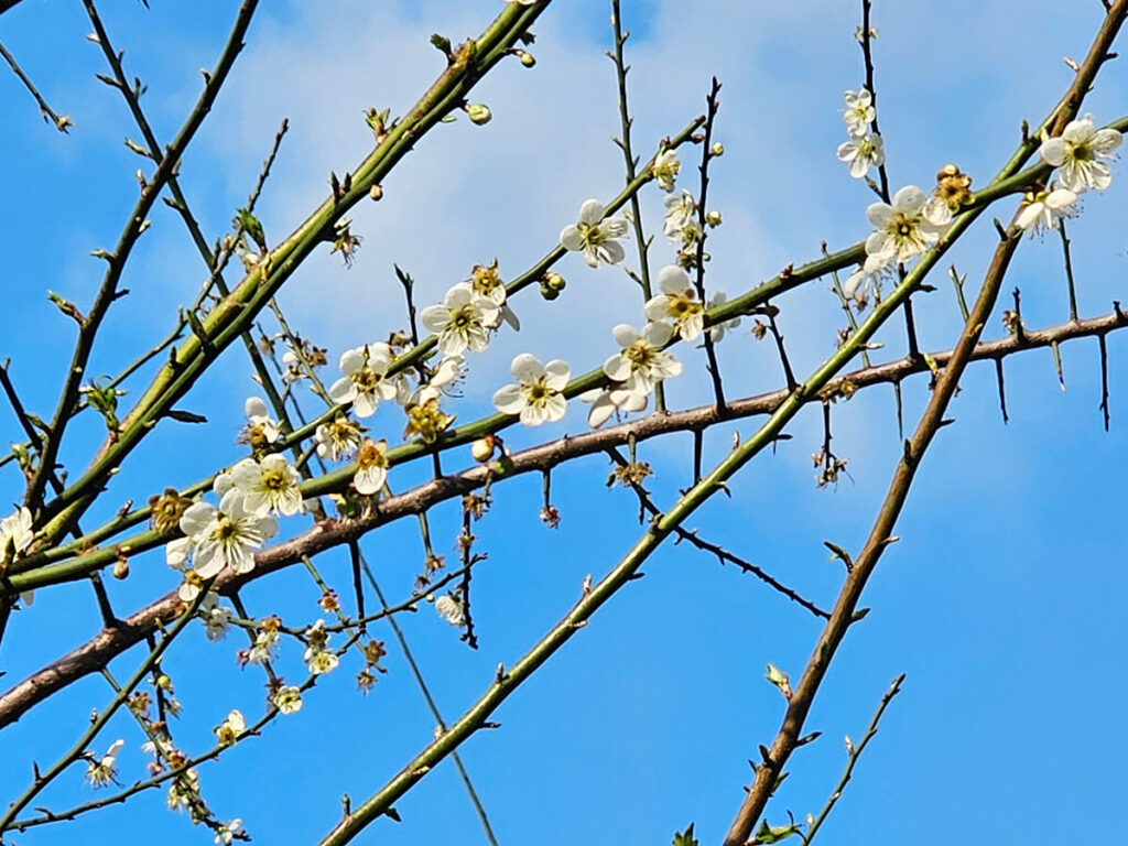 台北榮星花園梅花