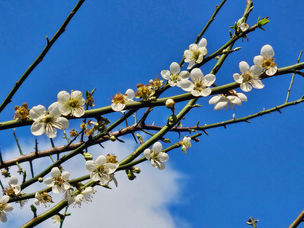 台北榮星花園梅花