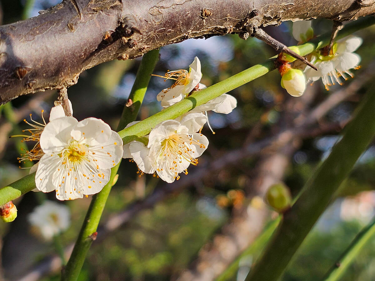 台北榮星花園梅花