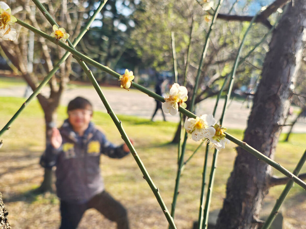 台北榮星花園梅花