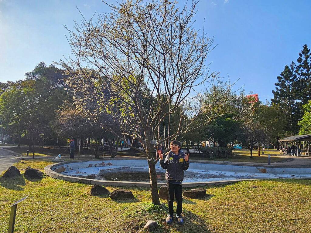 台北榮星花園梅花