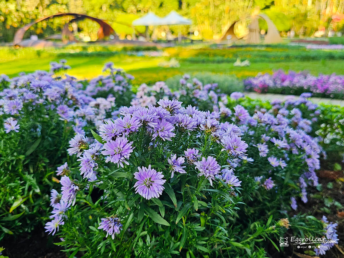 【台北賞花】士林官邸菊花展|秋季必拍免費入場,浪漫花海拍照打卡好去處 2025 士林官邸公園菊花展|免門票賞花+親子散步超輕鬆