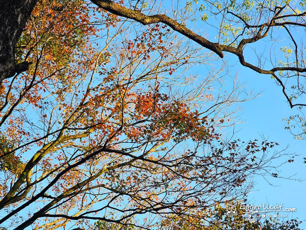 【新北汐止景點】拱北殿賞楓秘境|雙拱橋美景+北部人氣半日遊 汐止拱北殿 台北賞楓 賞楓秘境