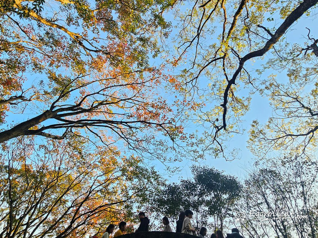 【新北汐止景點】拱北殿賞楓秘境|雙拱橋美景+北部人氣半日遊 汐止拱北殿 台北賞楓 賞楓秘境