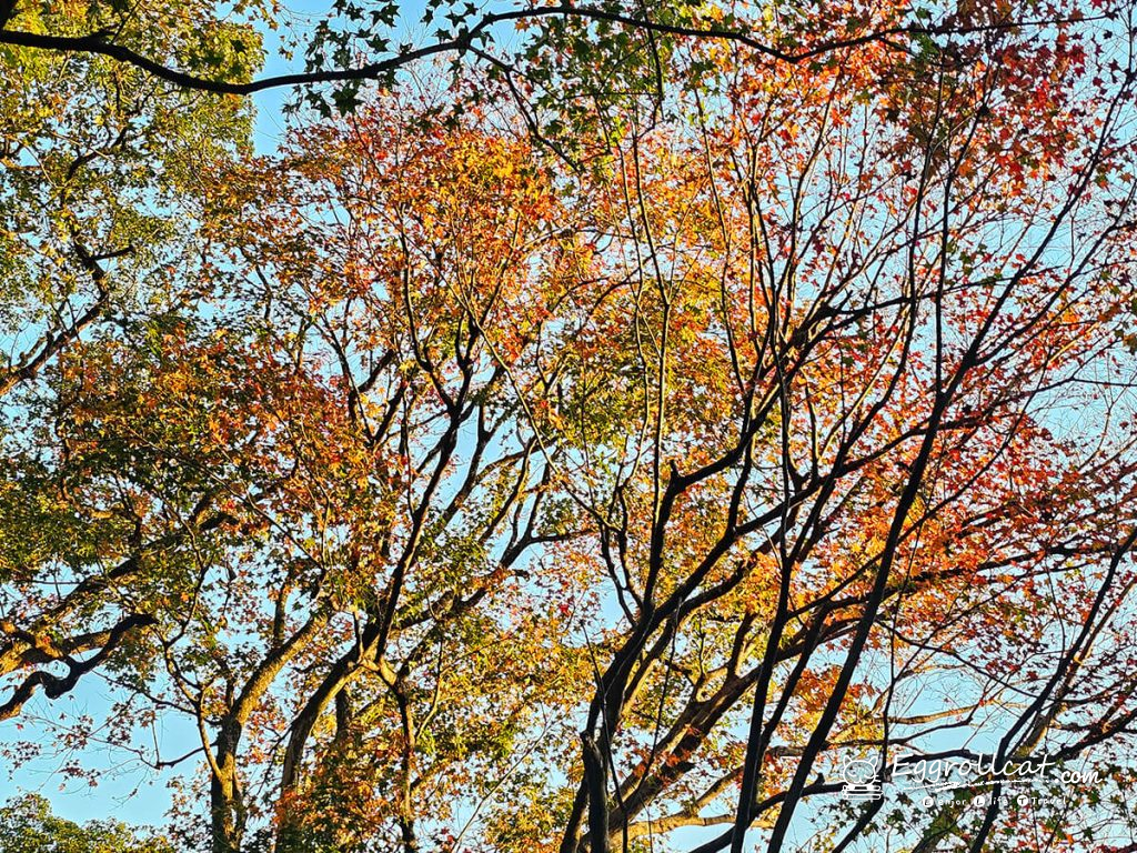 【新北汐止景點】拱北殿賞楓秘境|雙拱橋美景+北部人氣半日遊 汐止拱北殿 台北賞楓 賞楓秘境