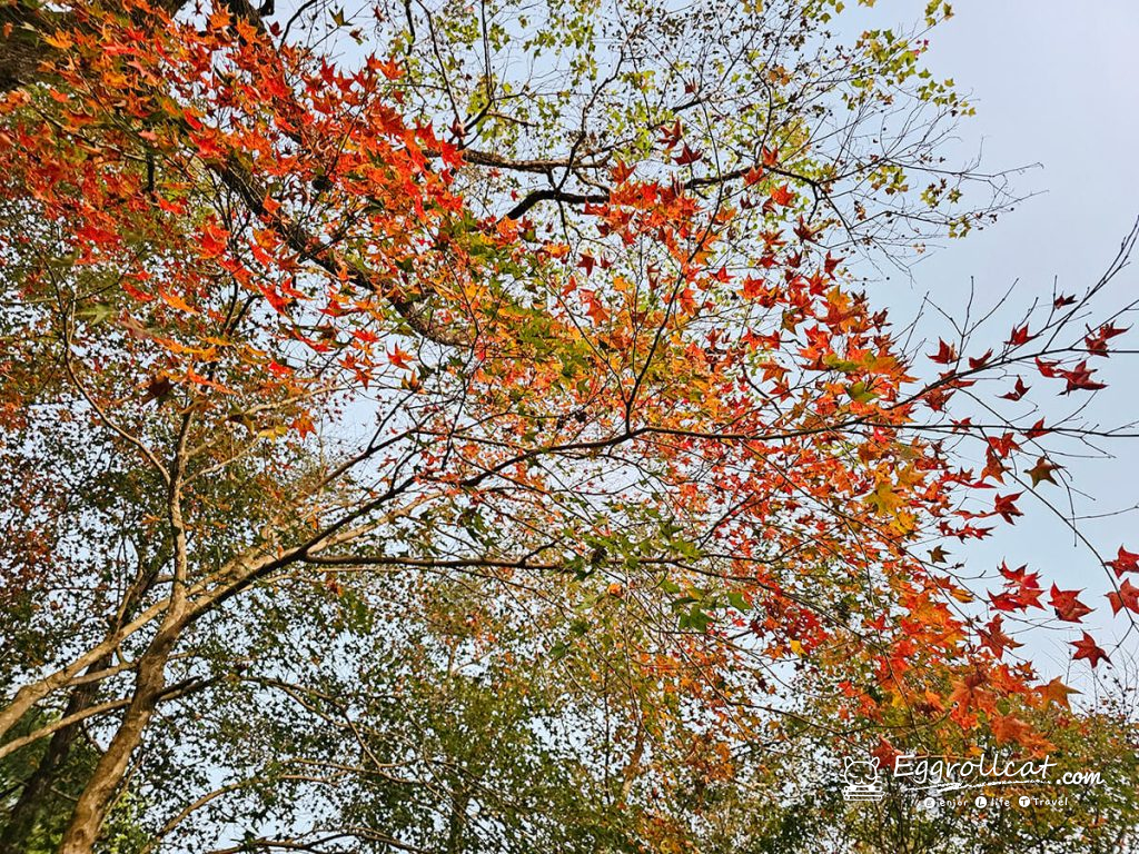 【新北汐止景點】拱北殿賞楓秘境|雙拱橋美景+北部人氣半日遊 汐止拱北殿