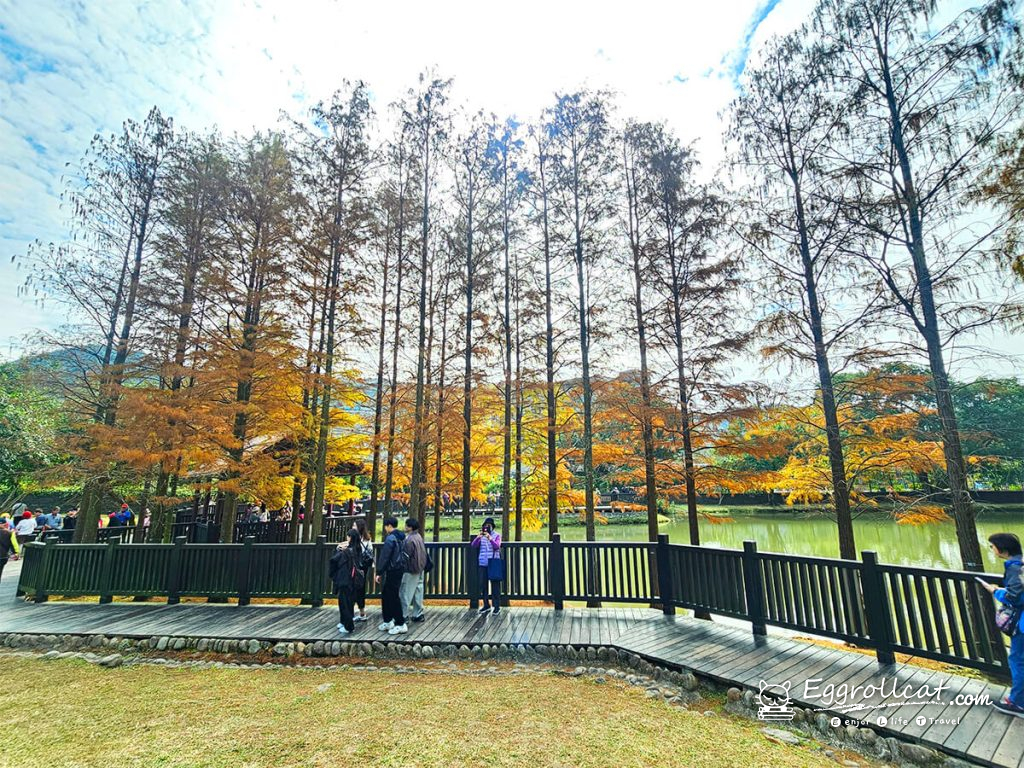 原住民文化主題公園 落羽松秘境