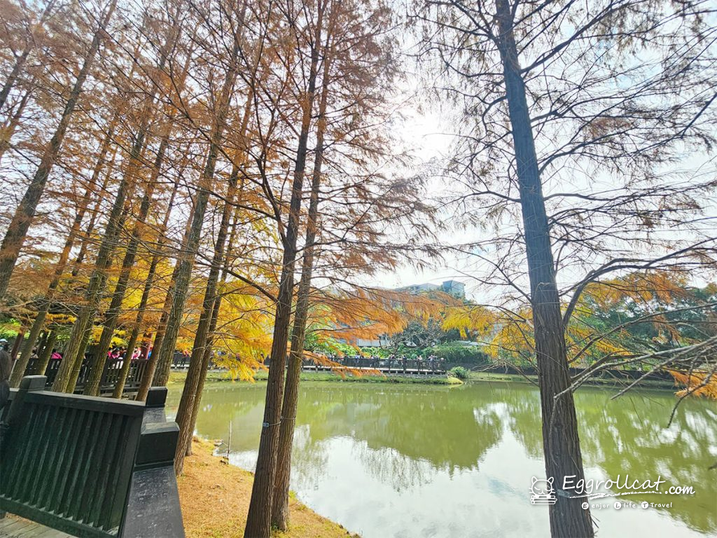 原住民文化主題公園 落羽松秘境