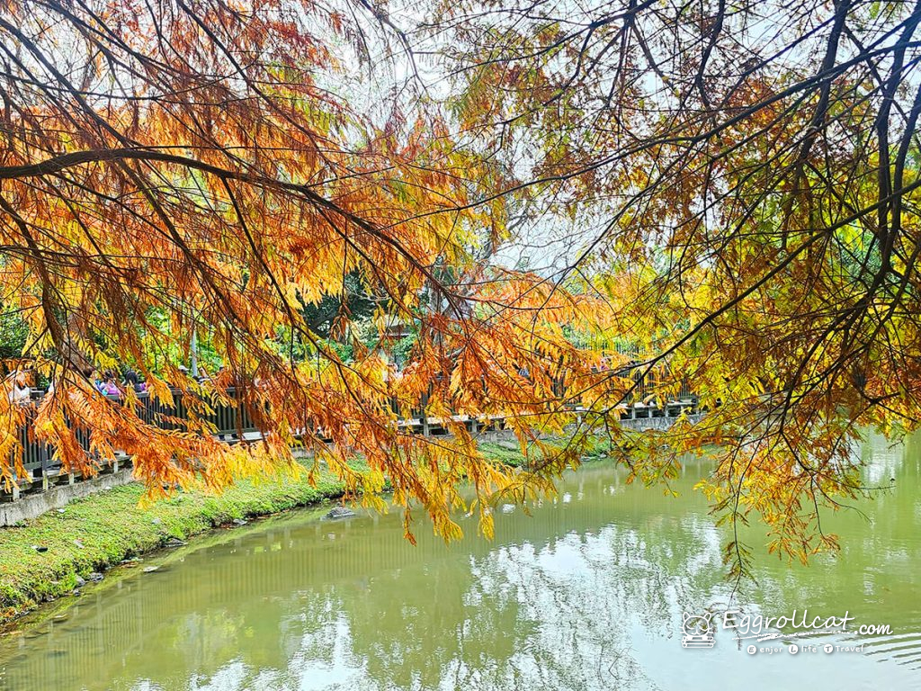 原住民文化主題公園 落羽松秘境