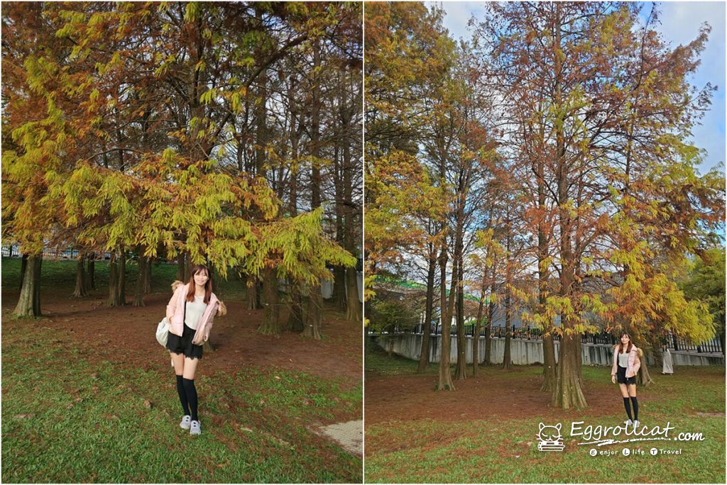 【台北內湖景點】大湖公園親子一日遊|錦帶橋、落羽松秘境、賞鳥生態 大湖公園落羽松