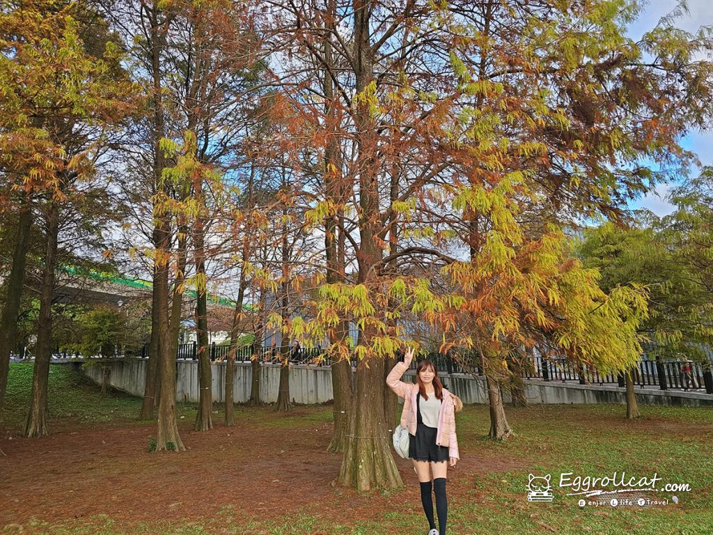 【台北內湖景點】大湖公園親子一日遊|錦帶橋、落羽松秘境、賞鳥生態 大湖公園落羽松