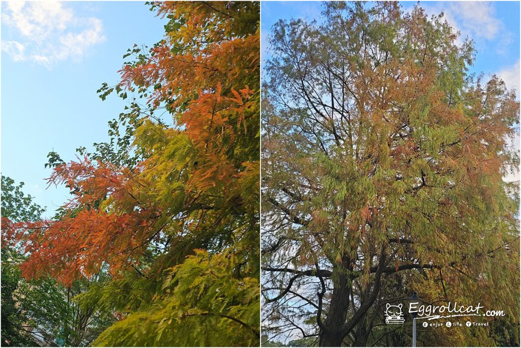 【台北內湖景點】大湖公園親子一日遊|錦帶橋、落羽松秘境、賞鳥生態 大湖公園落羽松