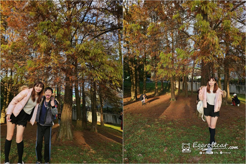 【台北內湖景點】大湖公園親子一日遊|錦帶橋、落羽松秘境、賞鳥生態 大湖公園落羽松