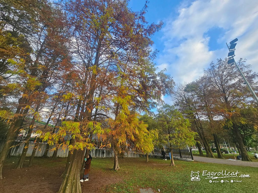 【台北內湖景點】大湖公園親子一日遊|錦帶橋、落羽松秘境、賞鳥生態 大湖公園落羽松