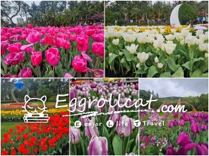 士林官邸鬱金香展