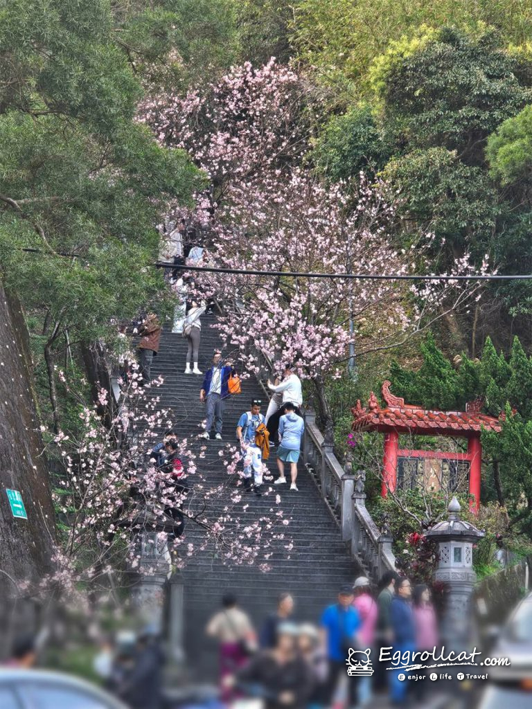 內湖碧山巖櫻花台北賞櫻