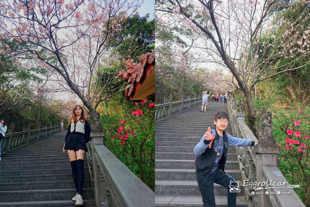 內湖碧山巖櫻花台北賞櫻