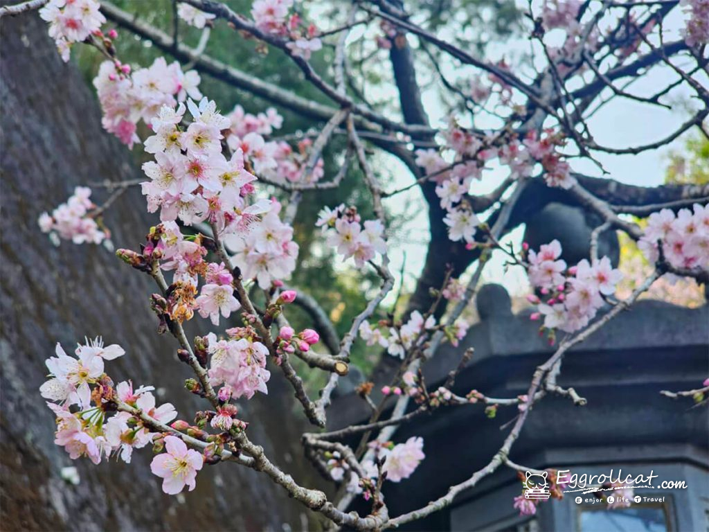 內湖碧山巖櫻花台北賞櫻