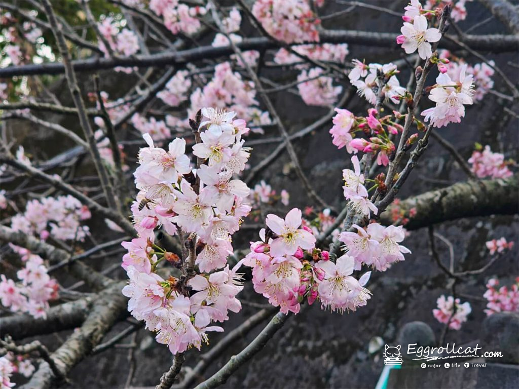 內湖碧山巖櫻花台北賞櫻