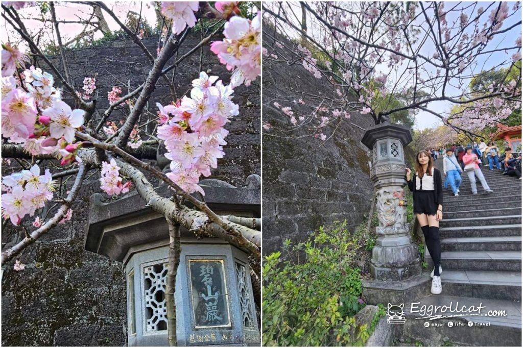 內湖碧山巖櫻花台北賞櫻