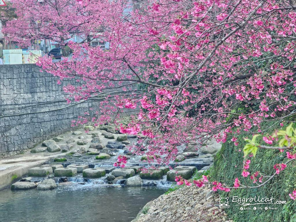 康誥坑溪櫻花大道 新北櫻花 汐止景點