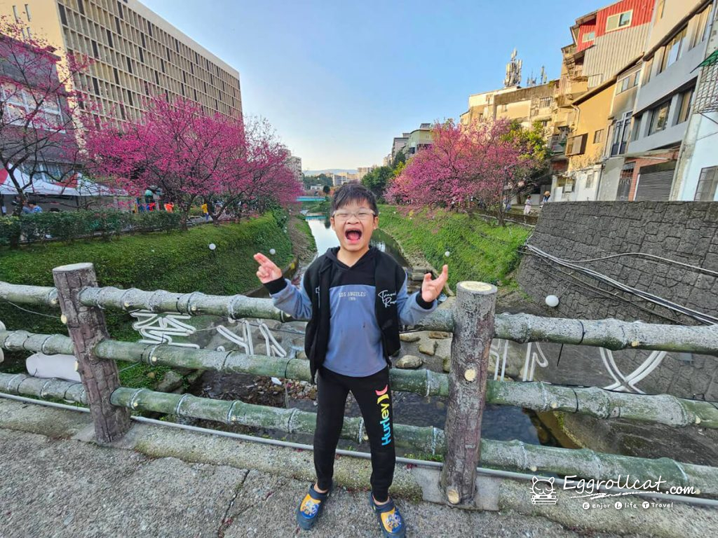 康誥坑溪櫻花大道 新北櫻花 汐止景點