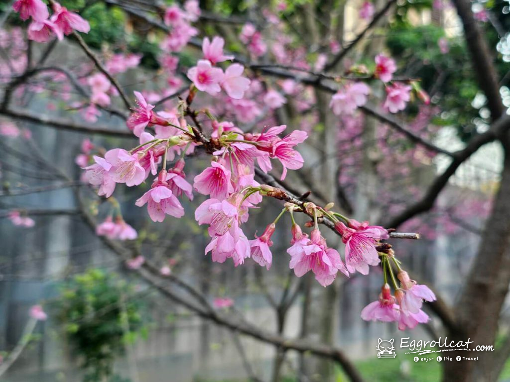 康誥坑溪櫻花大道 新北櫻花 汐止景點