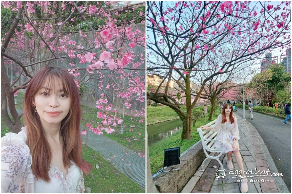 康誥坑溪櫻花大道 新北櫻花 汐止景點